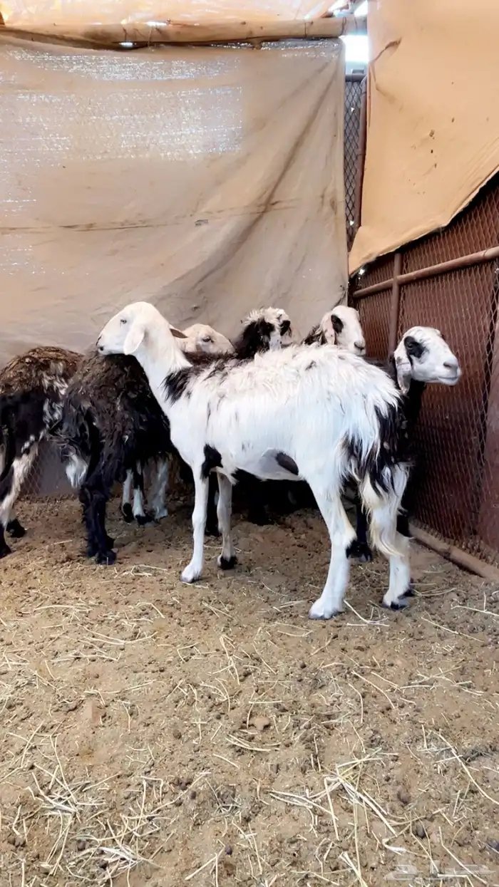 نعاج 5 للبيع 1