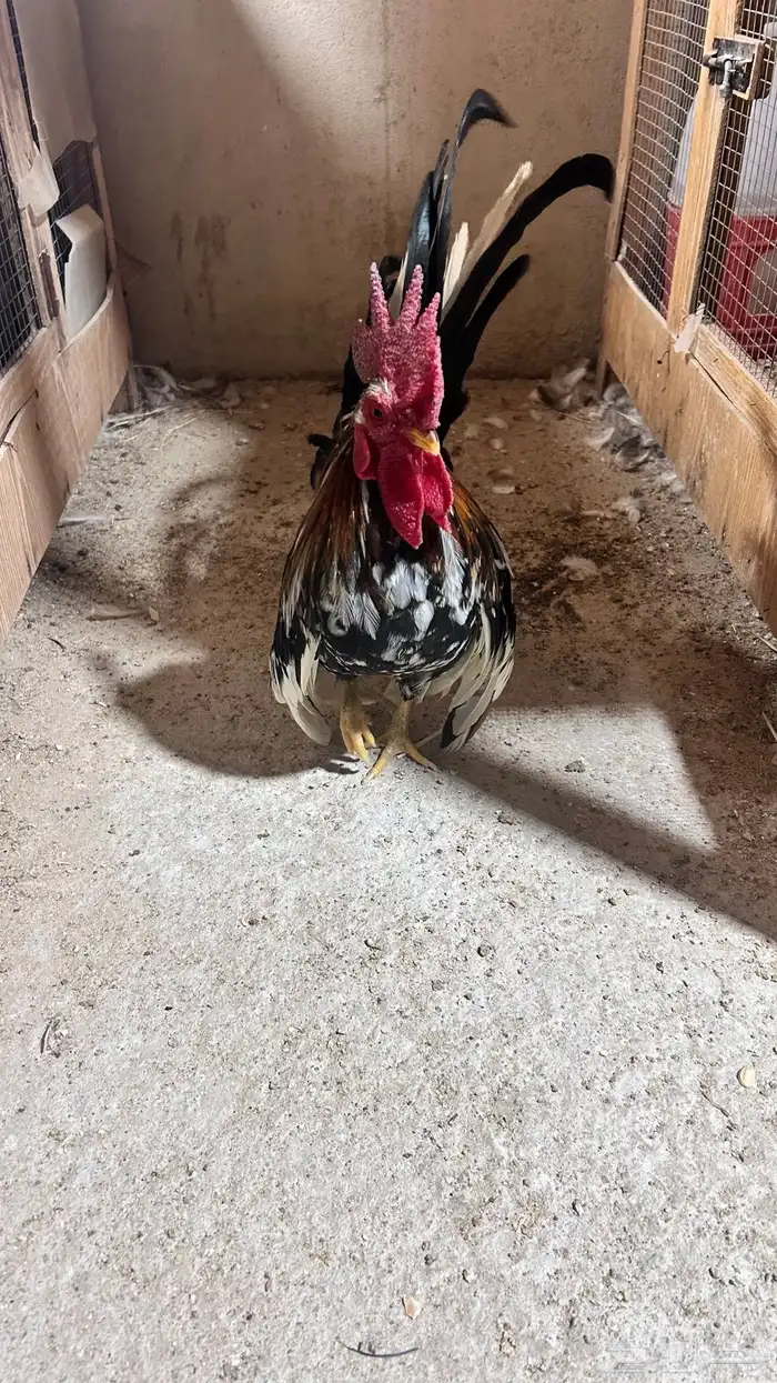 ديك جبانيز منتج اللون ماكنتوش 1