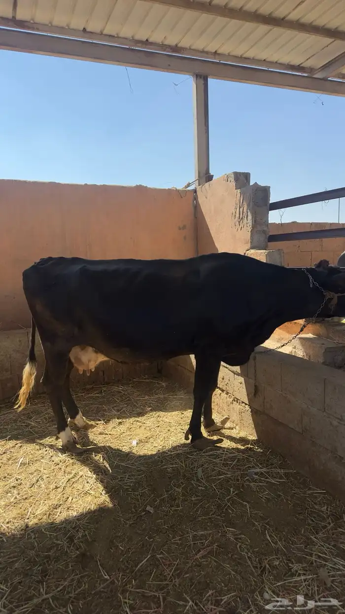 بقره القحه 1