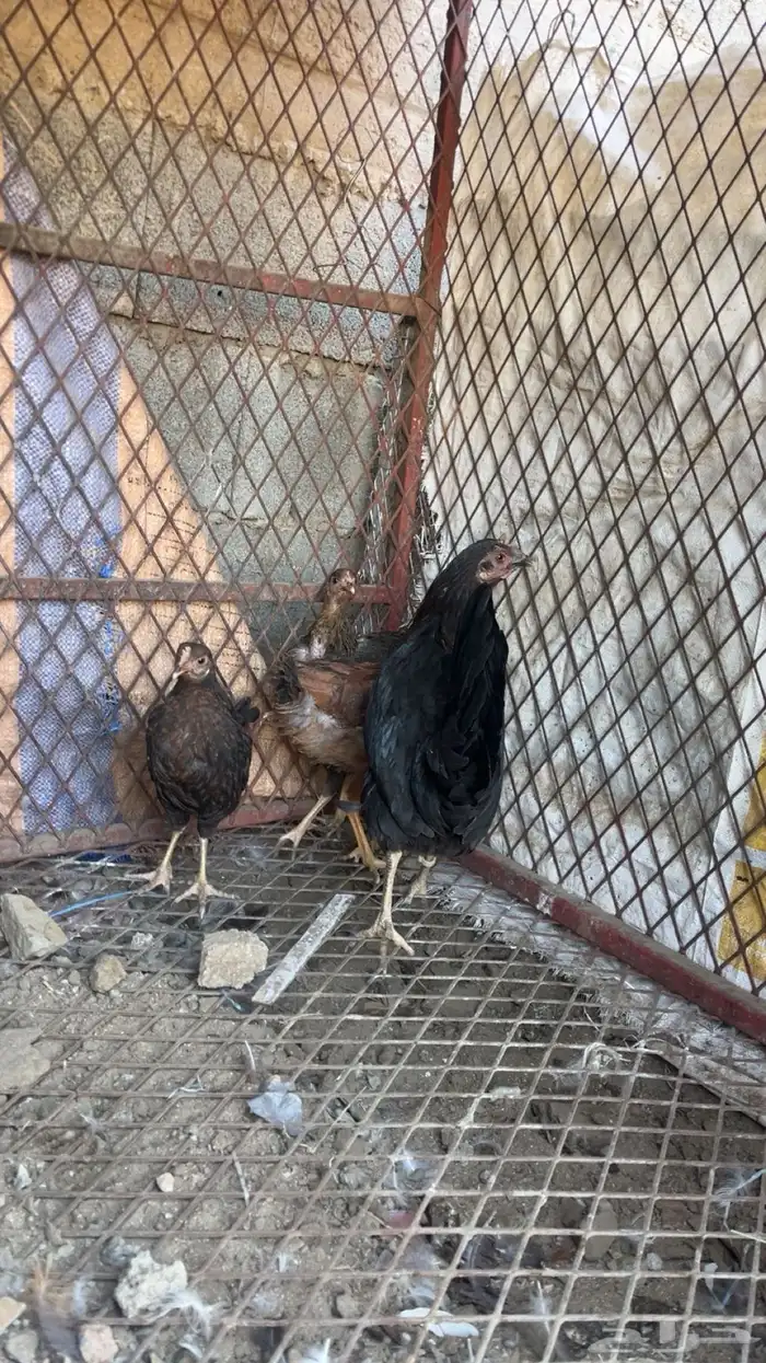دجاجه اندنوسيه عليها ثلاث فروخ بلدي 2