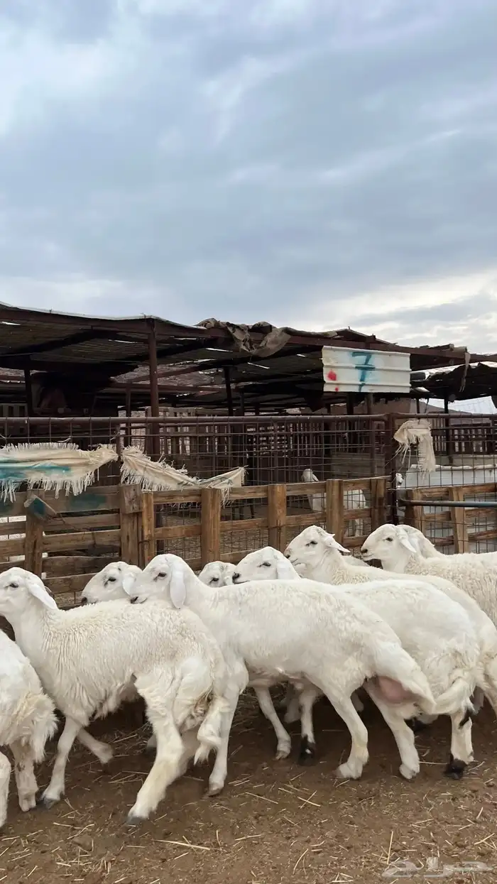 طليان حري ذبايح نظيف شرط 0