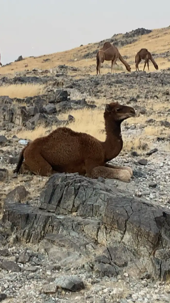 بعير احمر كفو 3