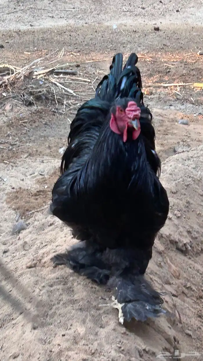 ديك براهما 1