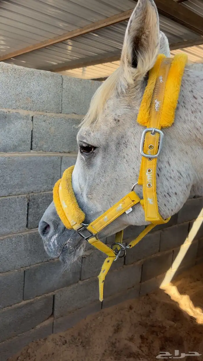 فرس شعبيه مشباه 1