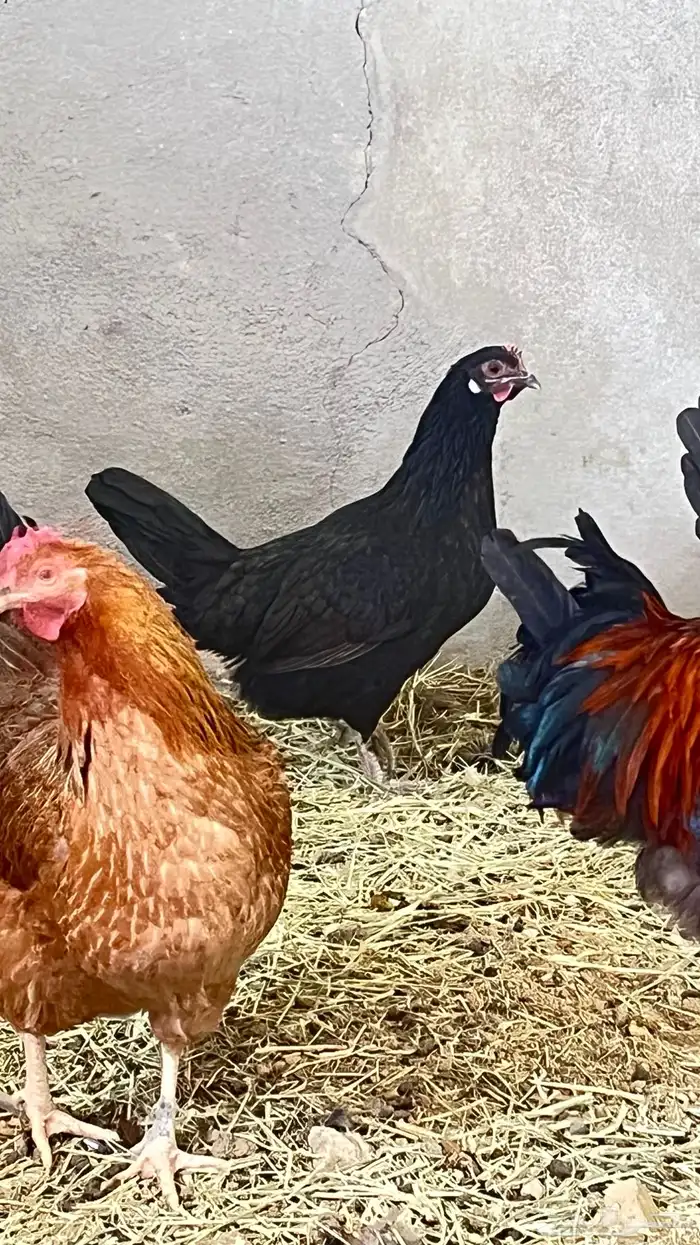 دجاج 2فرنسي وثلاثه عربي 5