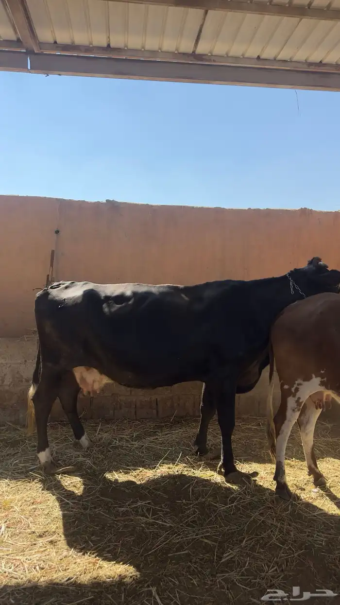 بقره القحه 0