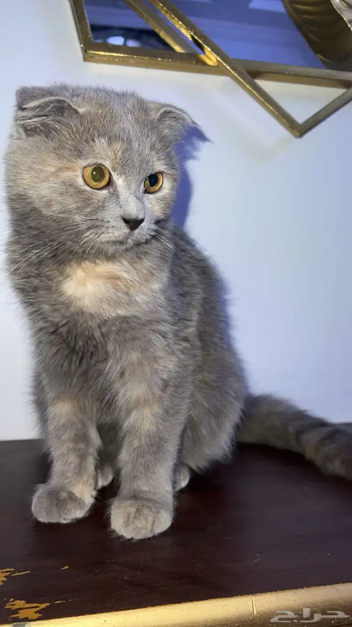 قط سكوتش فولد للبيع 0