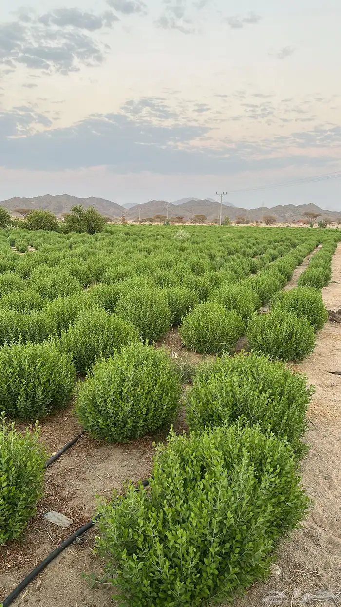 حنا طبيعي درجه اولى من مزارعنا مضمون 1