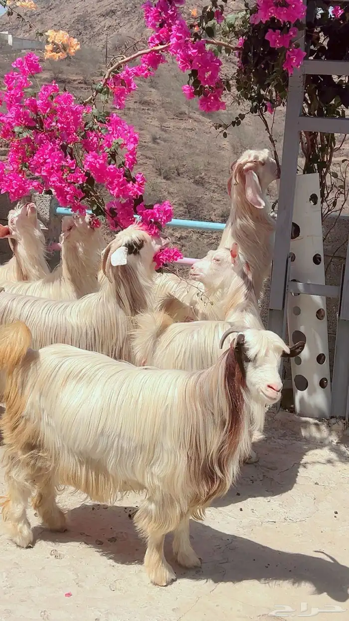 ماعز رحبيات 2