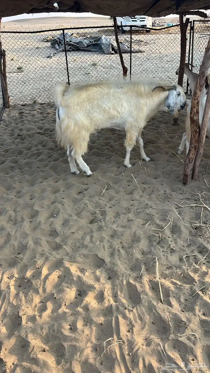 تيس عارضي للبيع 4