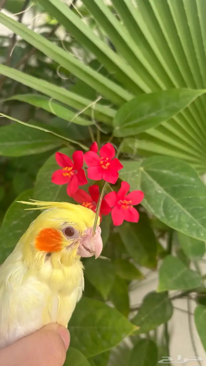 فرخ كروان للبيع 2