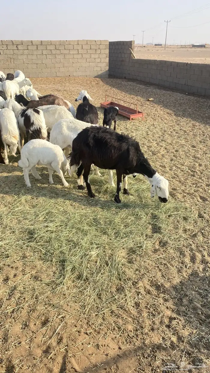 غنم للبيع جملة ضأن وماعز بيشة 2