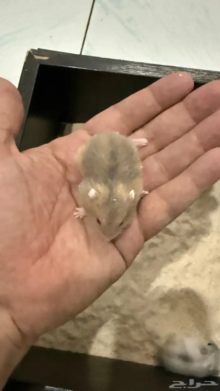 هامستر ونتر وايت (الدبدوب) للبيع 4