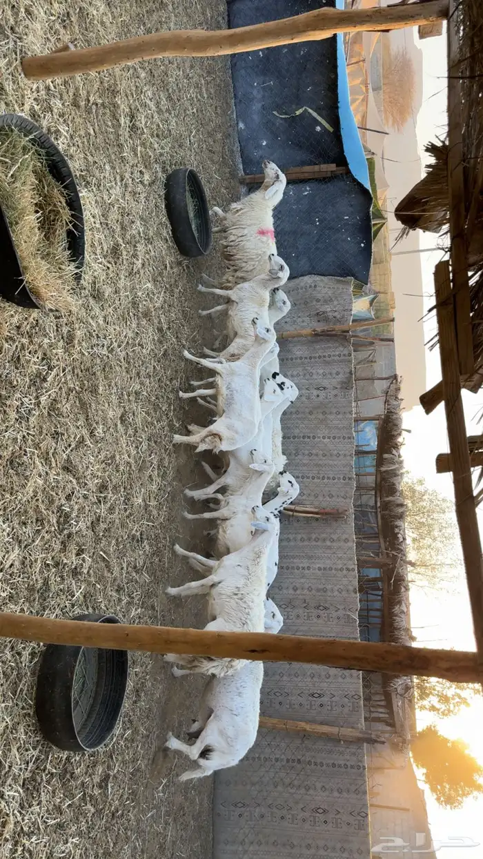 غنم حصيب ودفيع فحص سونار 1