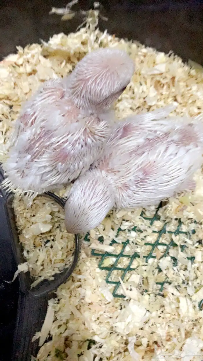 فروخ روز البينو عيون (مباع ) خارج الموقع 0