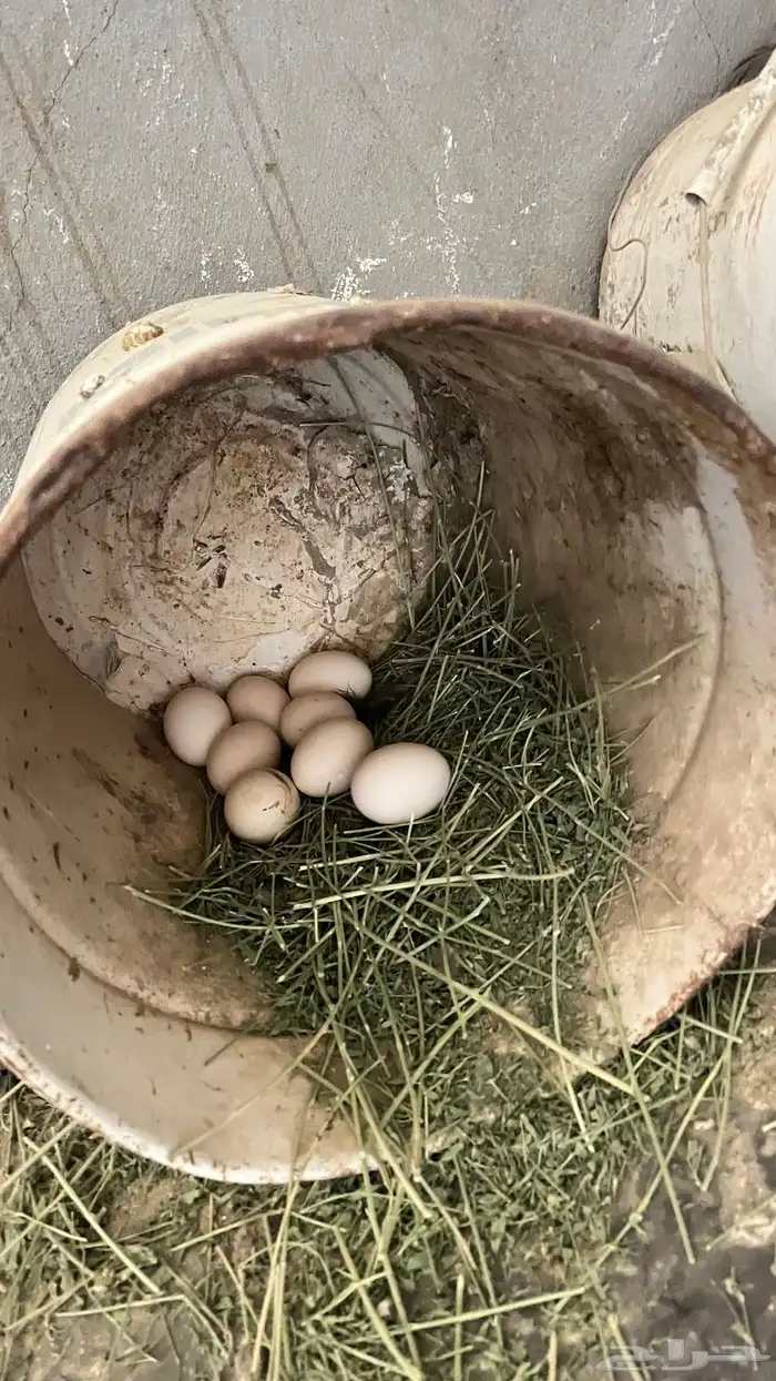 دجاج 2فرنسي وثلاثه عربي 0