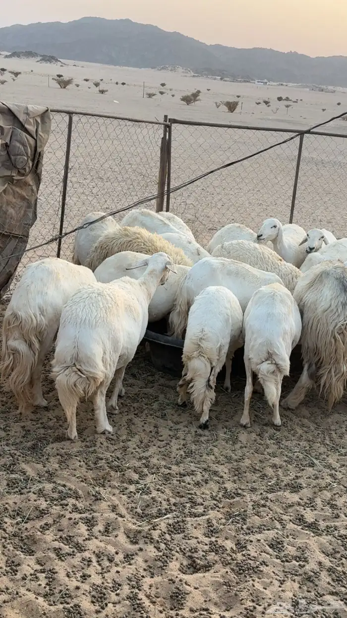 غنم مراح كفو كفو متابيع ودفيع 6