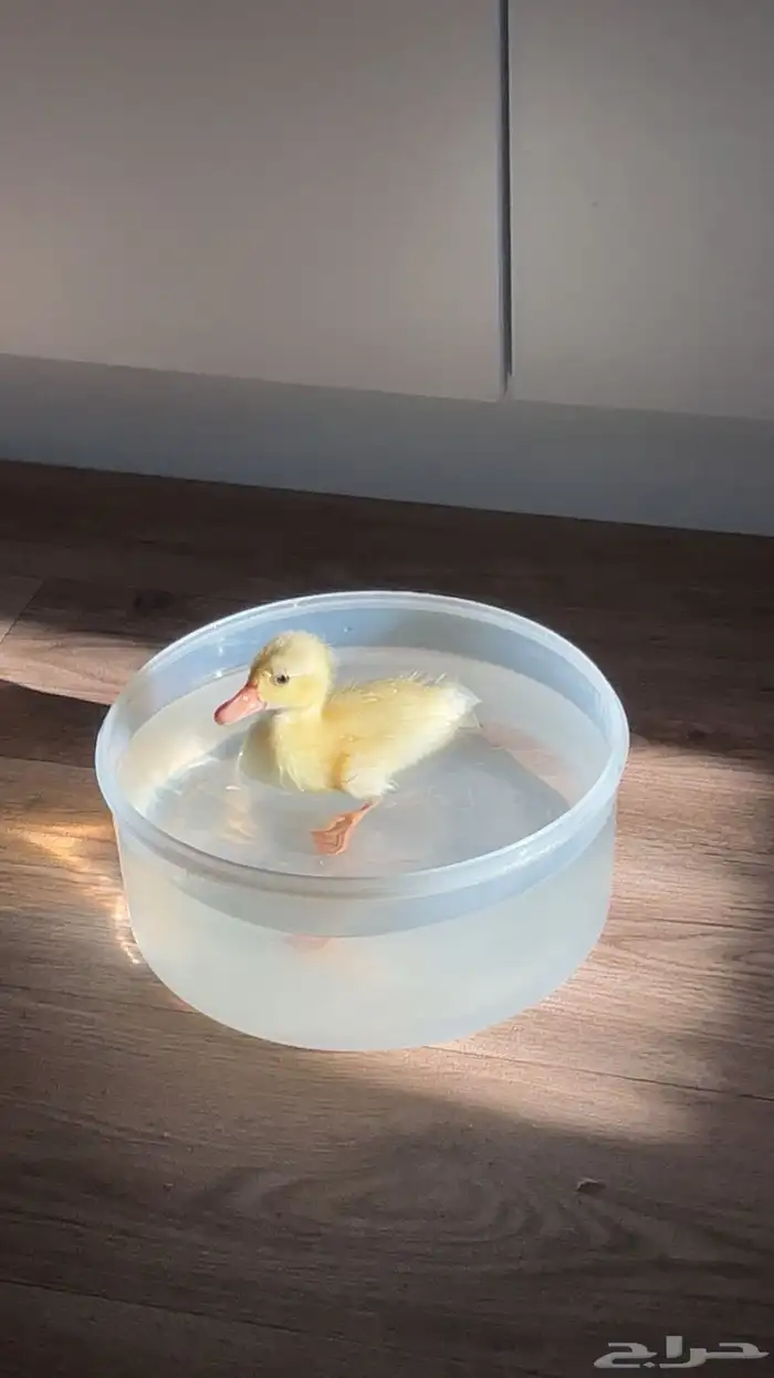 بطه صغيره للبيع 2