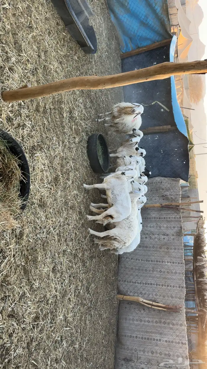 غنم حصيب ودفيع فحص سونار 3