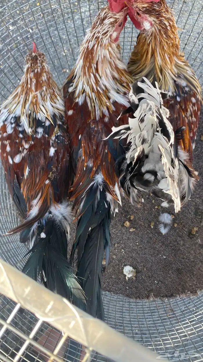 ديوك ماكنتوش الععدد 3 تم البيع 2