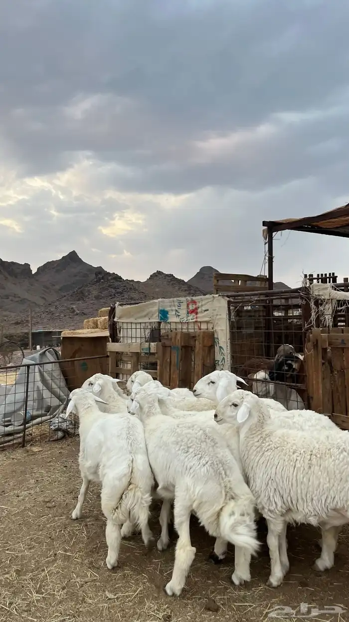 طليان حري ذبايح نظيف شرط 5