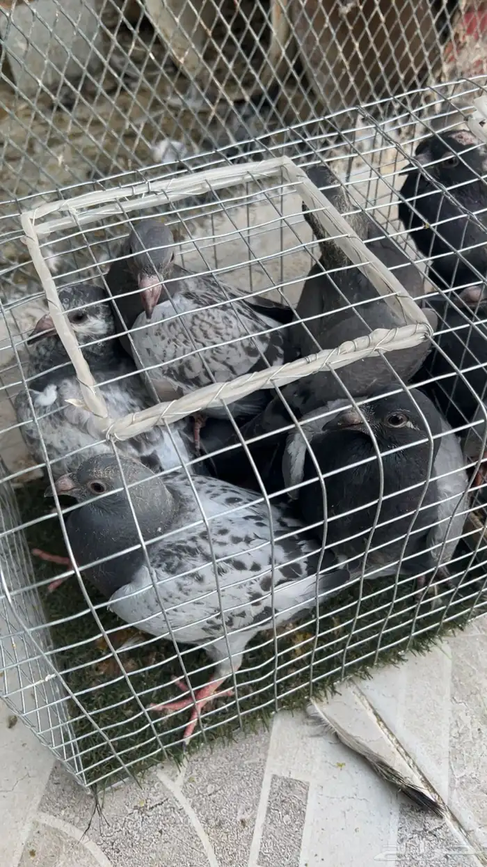 فراخة زاجل 0