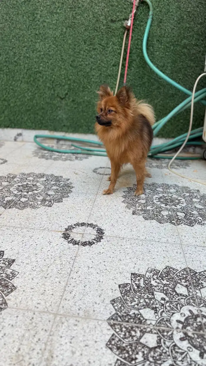 بيعه مستعجله 2