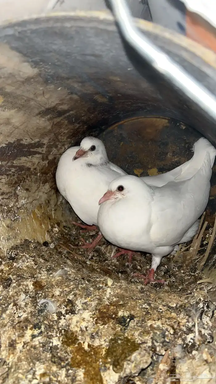 فروخ حمام للبيع فرنسي سلفر زاجل مذبوح 0