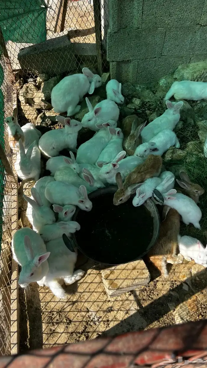 ارانب فرنسيه 0