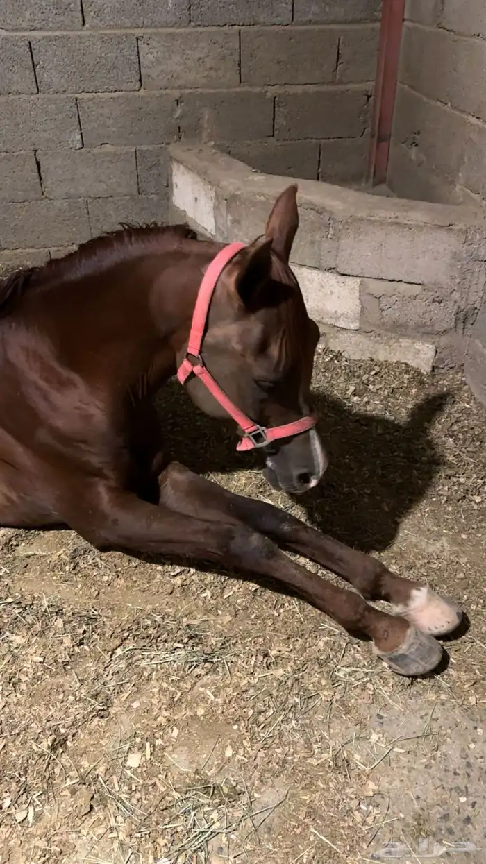 حصان شعبي كفو 1