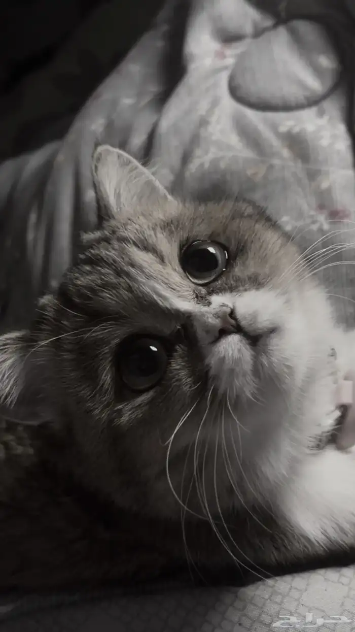 قطه للتزاوج 1