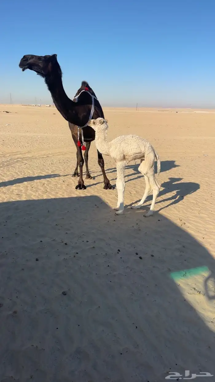 للبيع خلفه كفو منيحه رقم 1 0