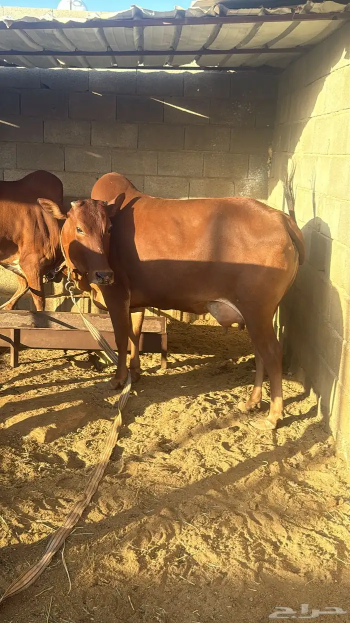 ابقار للبيع 11