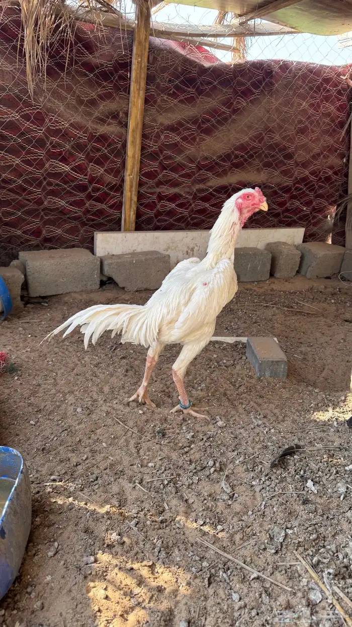 ديك شامو الماني من انتاجات شاهر الشريف 0