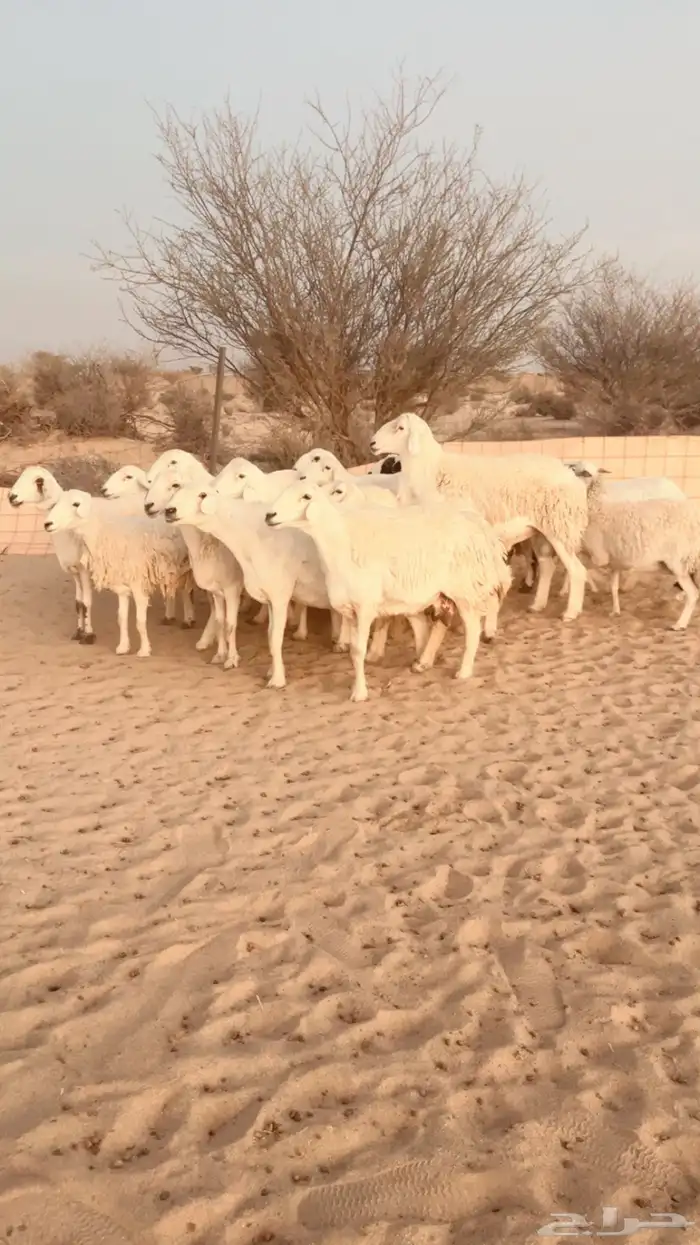 غنم حريه كفو 1