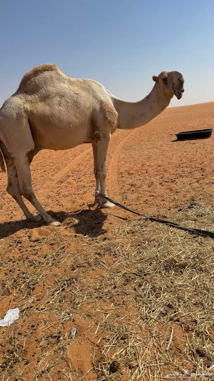 فحل منتج بعير كفو وانتاجه موجود وكفو 0