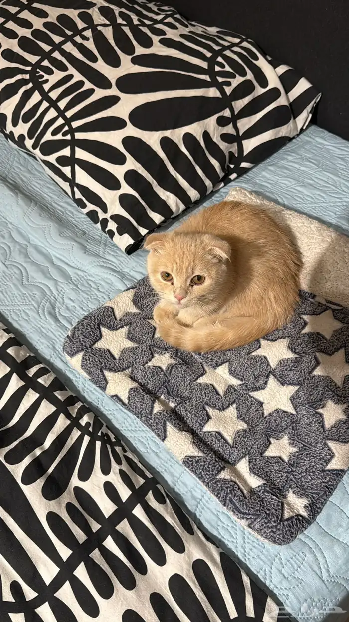 هرة سكوتش فولد أنثى 5