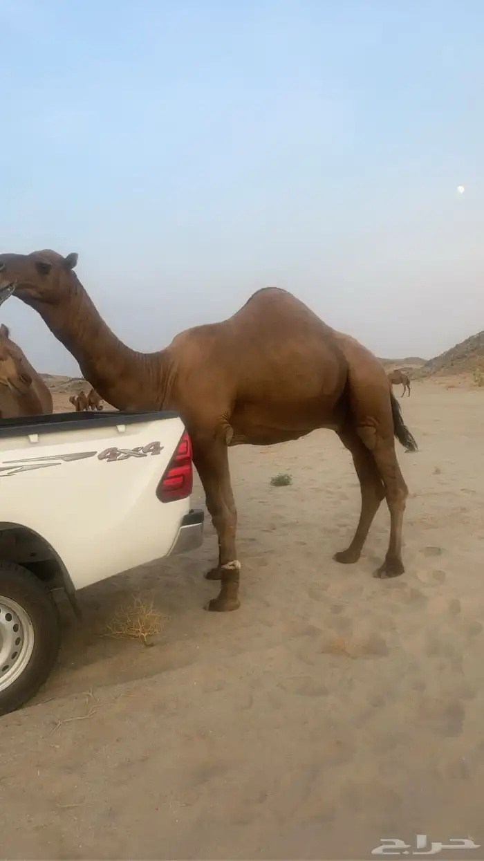 بعير احمر كفو 0