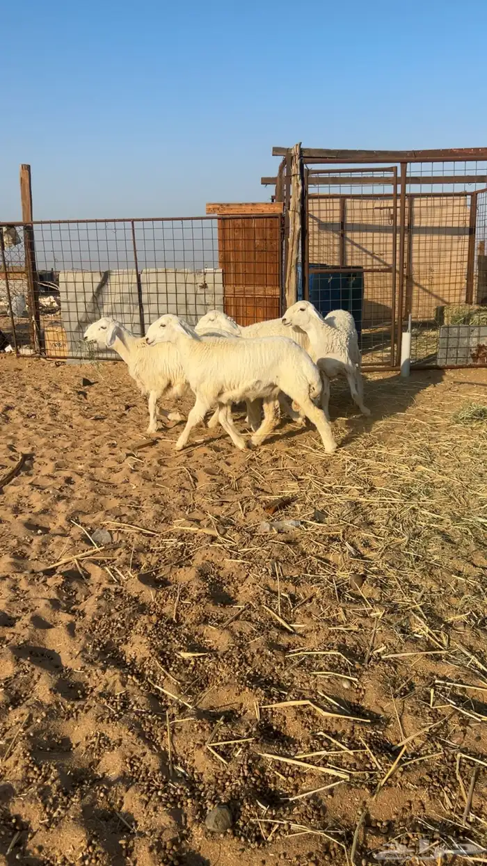 رخال طيبة للبيع 2