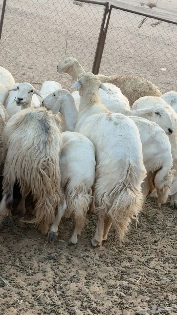 غنم مراح كفو كفو متابيع ودفيع 7