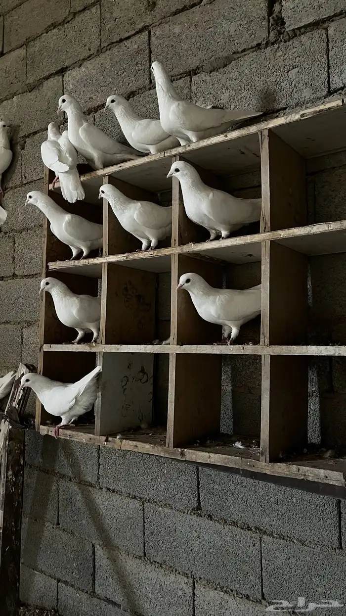 حمام فرنسي منتج للبيع 0