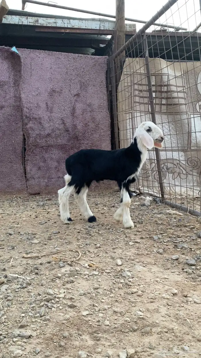 داغور نجدي طلي تم البيع 0