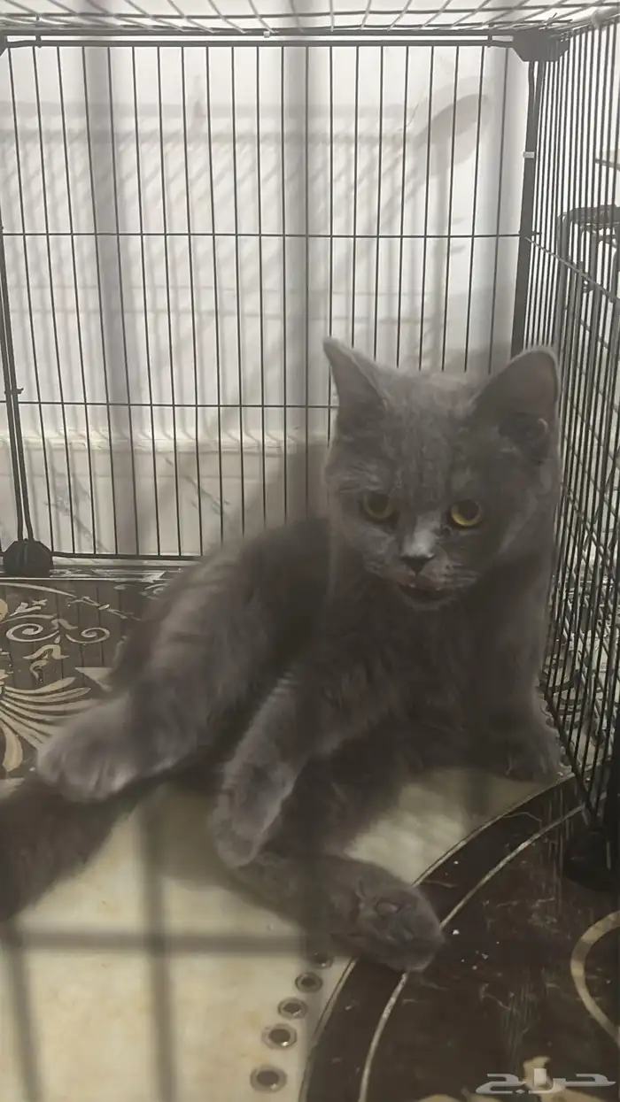 قطة سكوتش ستريت ذكر 1