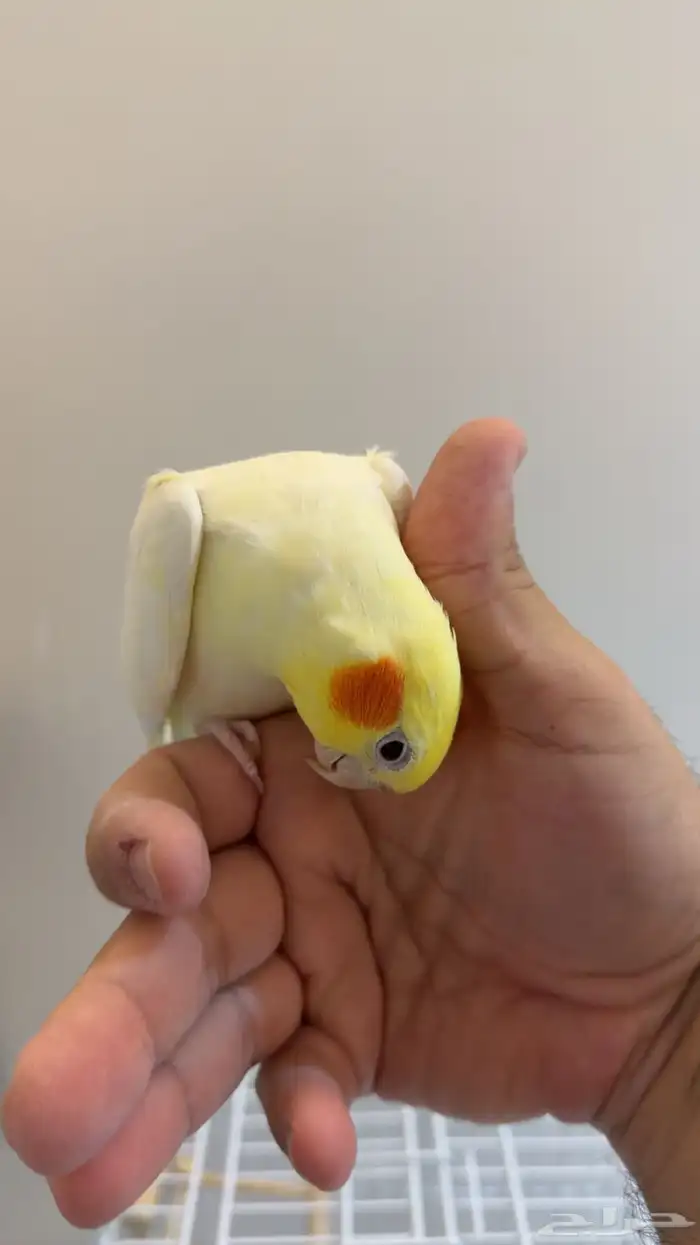 كروان لاتينو متكلم 5