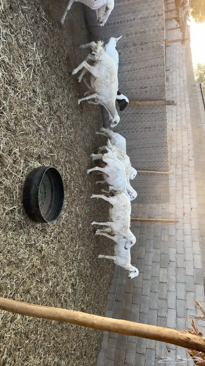 غنم حصيب ودفيع فحص سونار 6