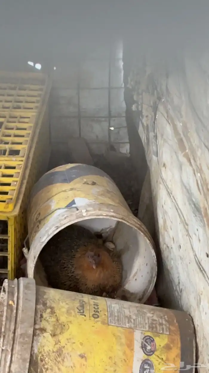 دجاج عربي و براهما و فرنسي 20