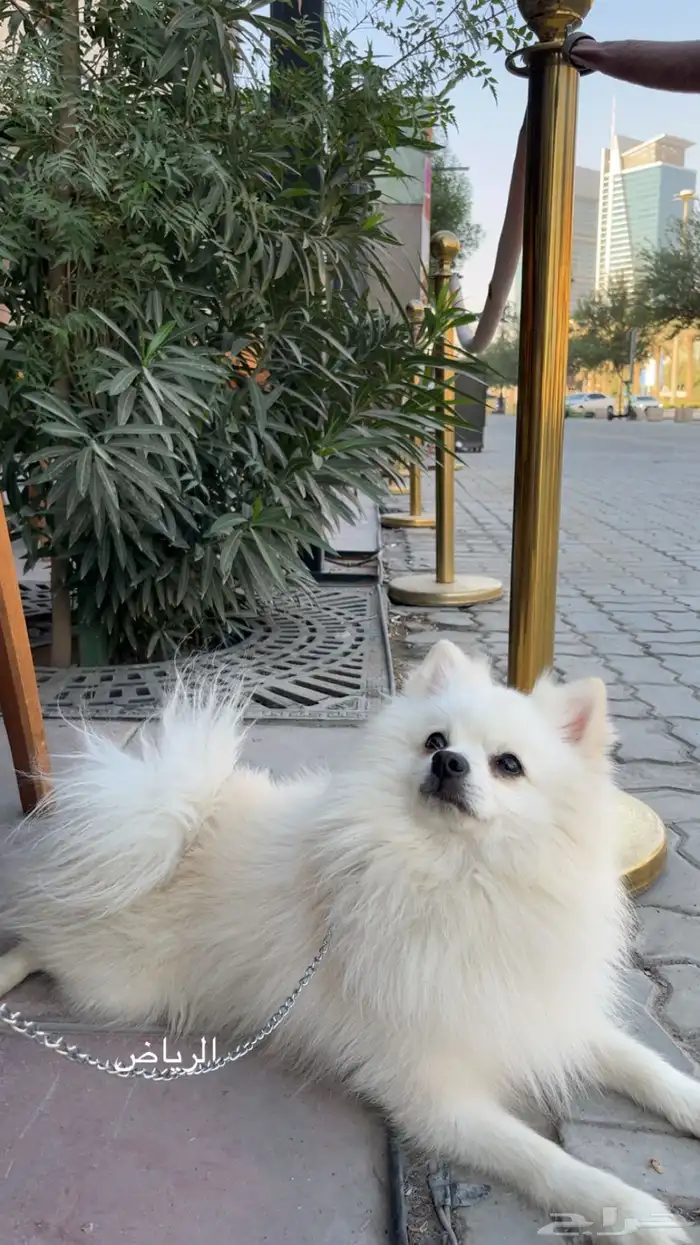 كلب بومريميان جميل جدا 1