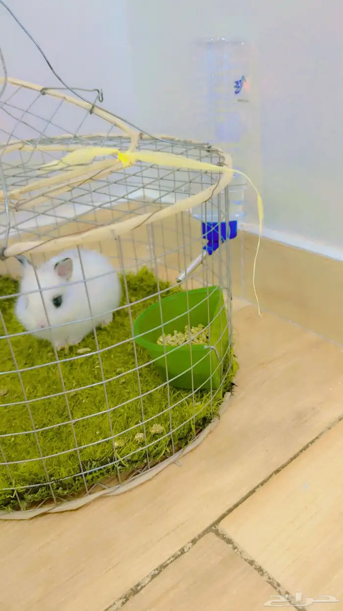 ارنب قزمي ..ابيض اللون نضيف والصحه شرط 0