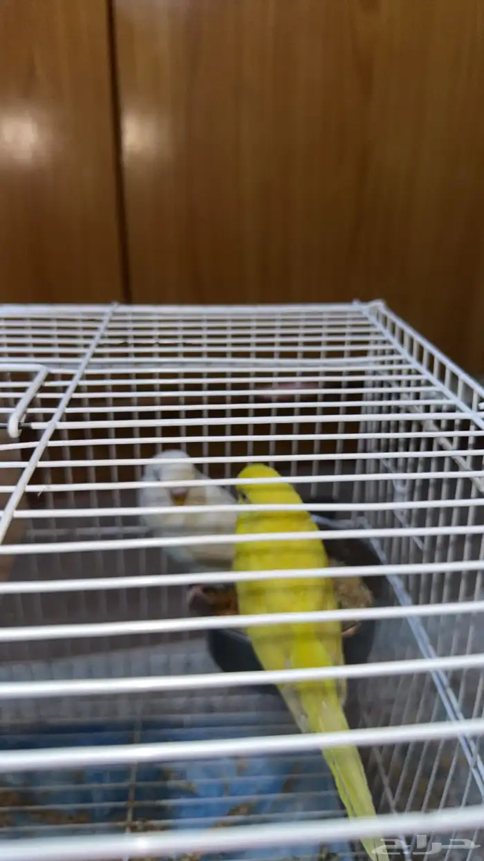 طيور ح ب للبيع مع بياضه واكل وقفص ومأكليات ومشربيات 2