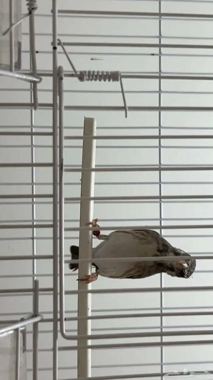 ياسمين بيور 4